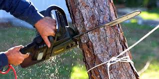 How Our Tree Care Process Works  in Shark River Hills, NJ